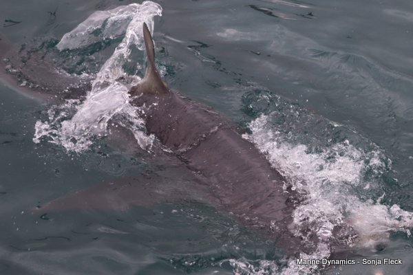 Bronze whaler shark, Shark cage diving, Western cape, South Africa